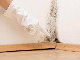 Mold Remediation for Vacation Homes in Siena College, NY